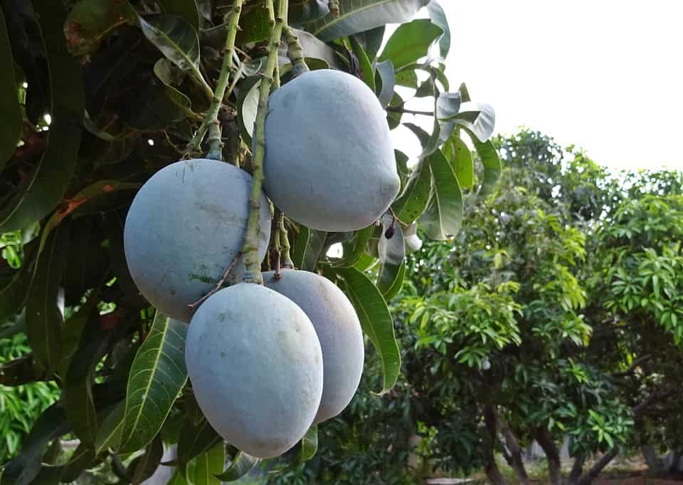 Myths Busted about Mangoes-