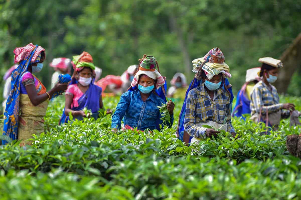 North Bengal tea garden workers to get 20 per cent bonus | Zee Business