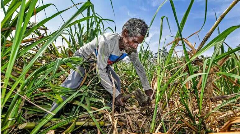 UP hikes sugarcane purchase price by Rs 25 per quintal