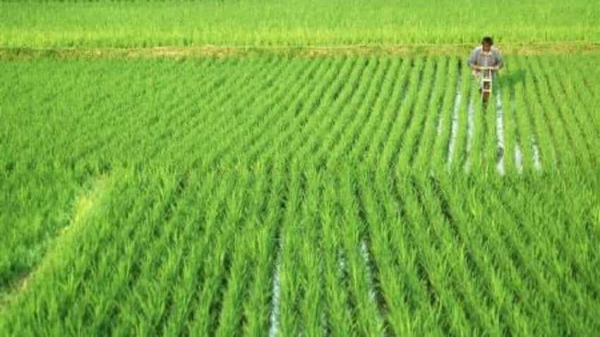 Shot in the arm for wheat traders as domestic prices hit lifetime high Shot in the arm for wheat traders as domestic prices hit lifetime high