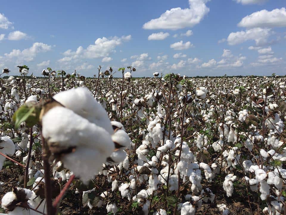 Commodities Live: Cotton Export may be banned for 2-3 months to reduce prices