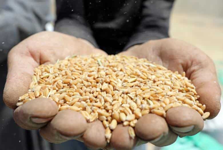 Government asks States, UTs and FCI to continue wheat procurement under central pool till May 31 – know detail here