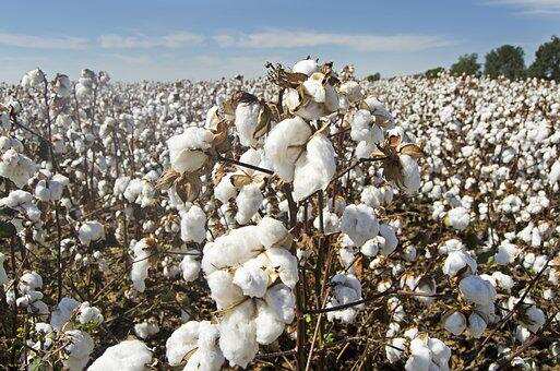 Commodity Superfast: There has been a tremendous rise in the prices of cotton; Cotton prices increased by more than 40%