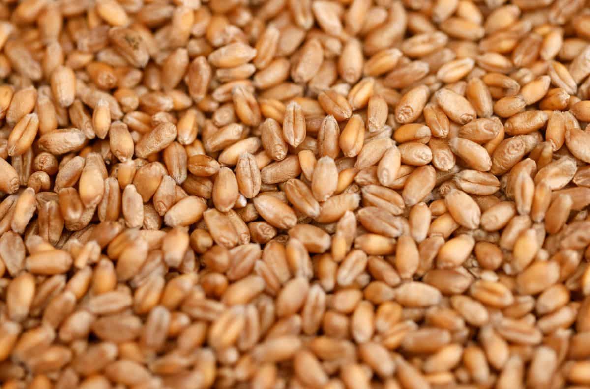 Government announces some relaxation in wheat export notification; allows wheat consignment already registered with customs prior to the order
