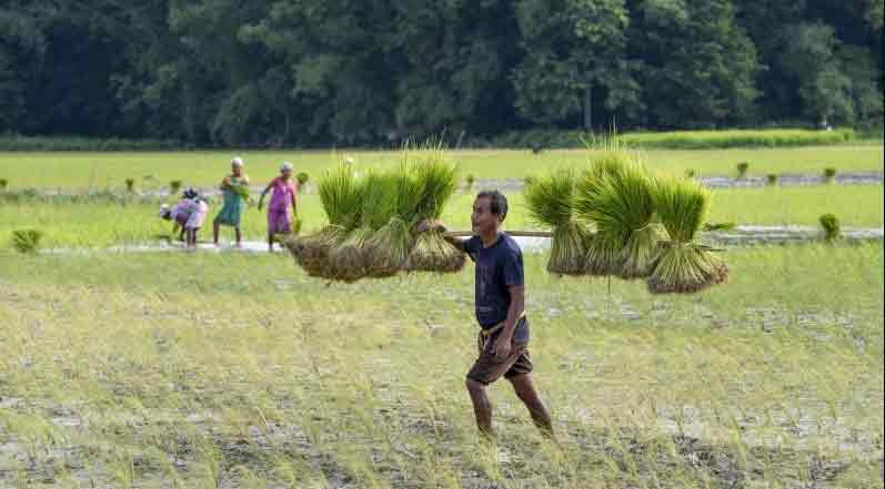 Government 3rd advance estimate pegs record foodgrains production of 314.51 million tonnes