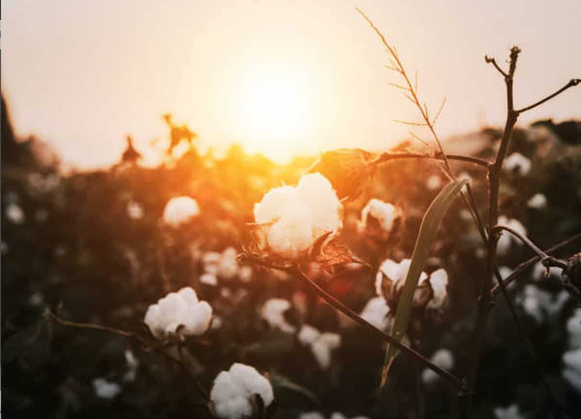 Commodity Superfast: Why Are Cotton Prices Skyrocketing? Know The Opinion Of Experts