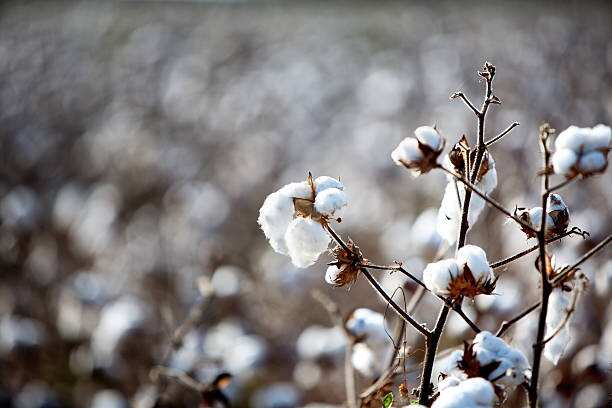 Commodity Superfast: Cotton Futures Trades Higher At Rs 46,940, Where Will You Earn Profit Today? Know The Opinion Of Experts