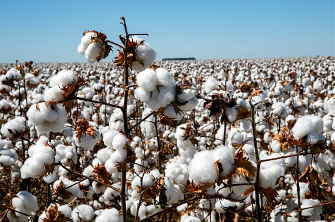 Commodity Superfast MCX Cotton Crosses Rs 44,300 In Intraday; Why Did The Price Of Cotton Rise