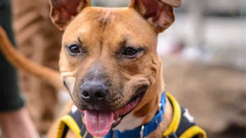 Killer' dog Pitbull's behaviour normal, might find a new owner | Zee  Business