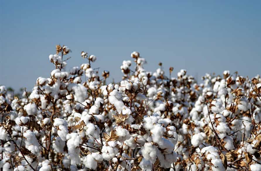 Commodities Live Cotton Futures Trades Higher At Rs 45,400 Per Bale