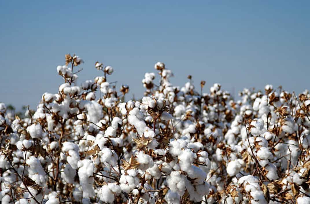 Commodities Live Cotton Prices Rise By 10 In A Month; Why Did Cotton
