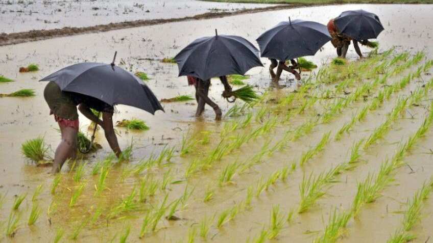 Rice production may fall due to decline in paddy area: Food Secretary ...