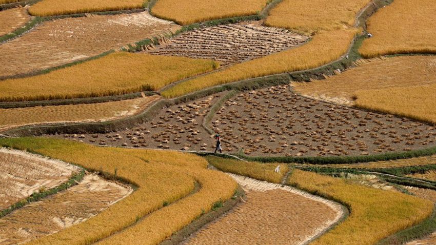 India's rice exports may fall by 4-5 million tonnes post ban on broken rice, 20% duty