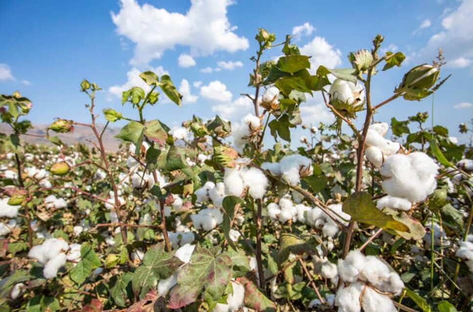 Commodities Live: Cotton Prices Plunge To 6-Month Low; Falls Over 26% In A Month - Vimarsana News