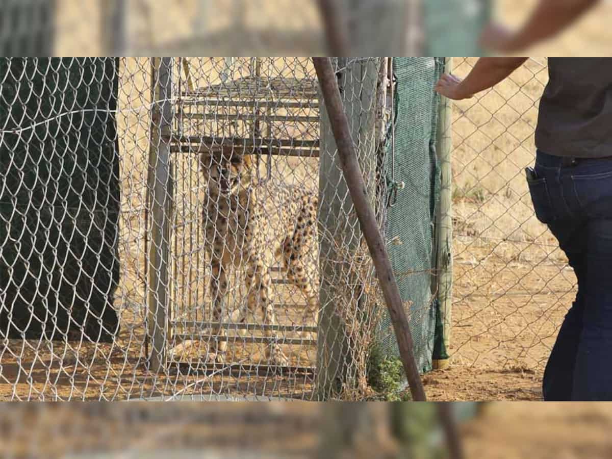 Project Cheetah: All you need to know about Kuno National Park | Zee ...
