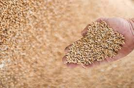 Free ration scheme to be extended beyond September 30? What Food Secretary Sudhanshu Pandey said