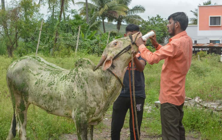 Lumpy Skin disease: Over 67,000 cattle dead - how it spreads, symptoms,  treatment and vaccine | Zee Business