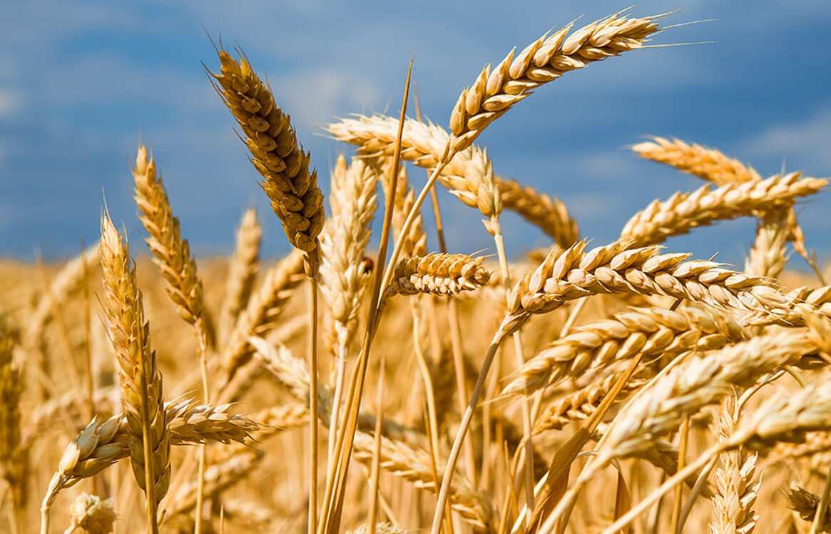 Commodity Superfast: Cabinet Approves MSP Hike For 6 Rabi Crops | Watch This Video