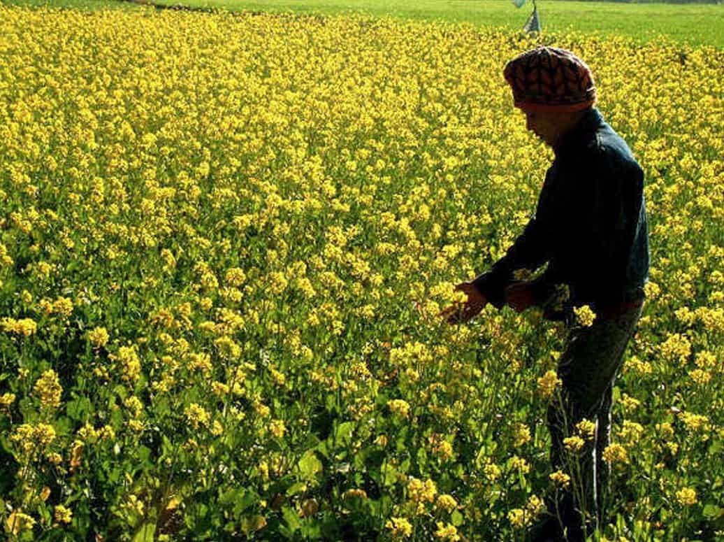 Commodities Live: GEAC, Biotech Regulator, Gives Nod For Commercial Cultivation Of GM Mustard