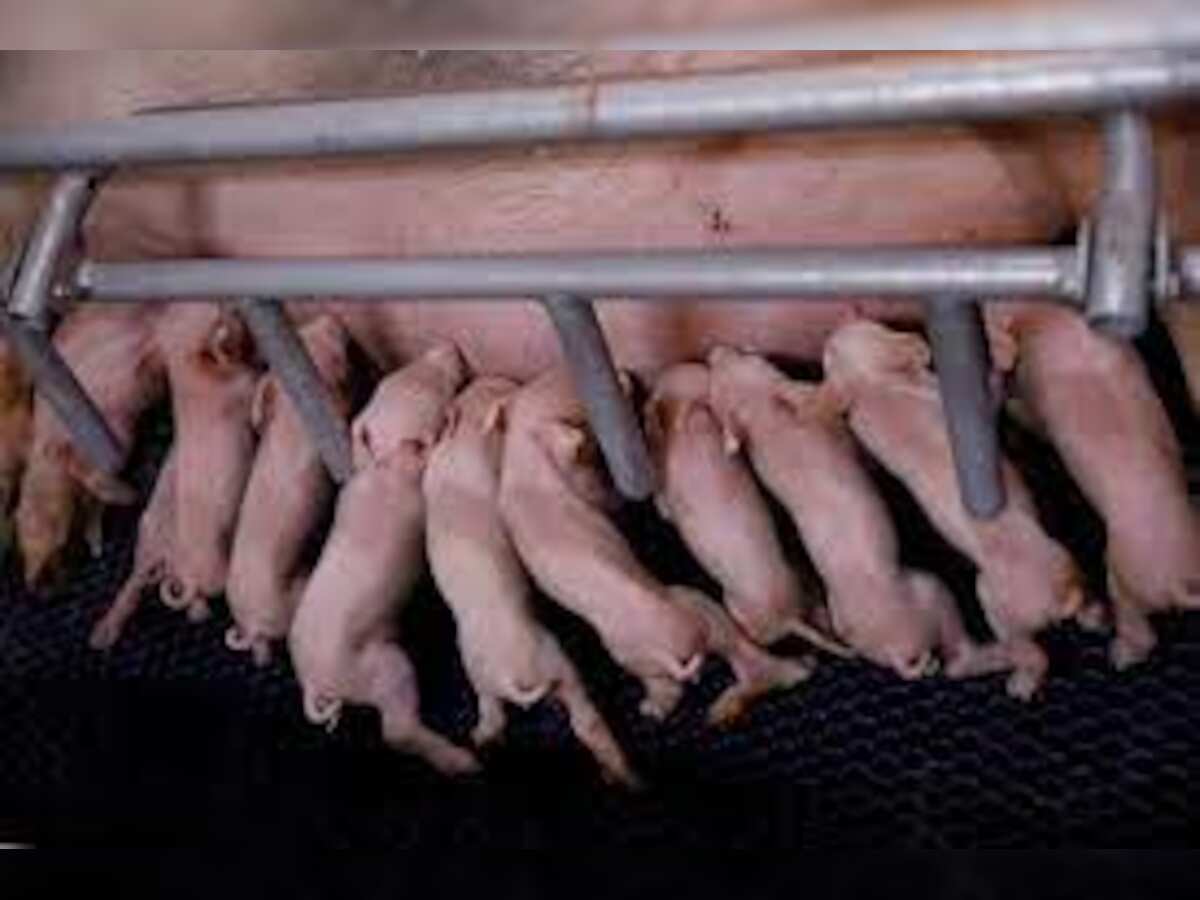 PIGLETS INVESTMENT SCHEME turns sour for scores of