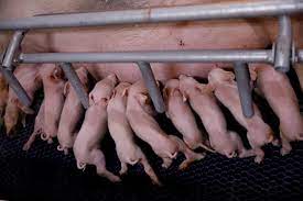 PIGLETS INVESTMENT SCHEME turns sour for scores of