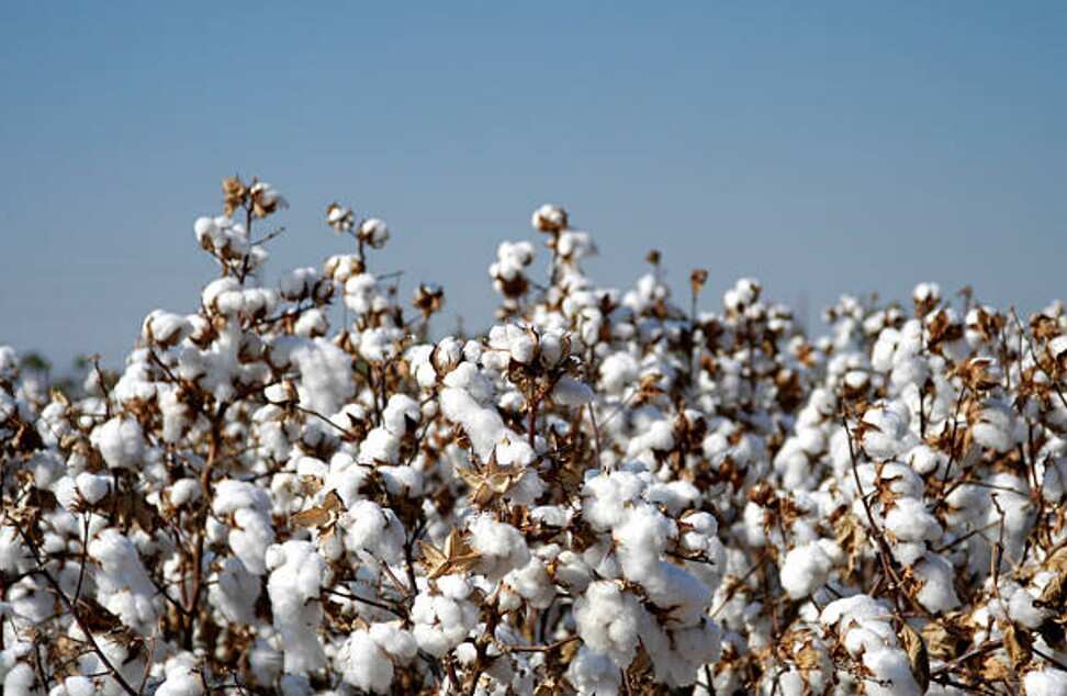 What Is NCDEX's Cotton Futures? What Is Its Importance? Zee Business