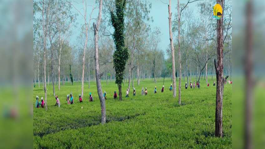 Tourism sector gets industry status in Assam