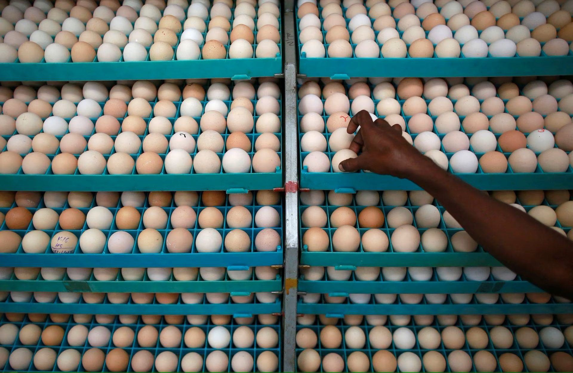 Egg prices touch record high: Here's what causing the surge