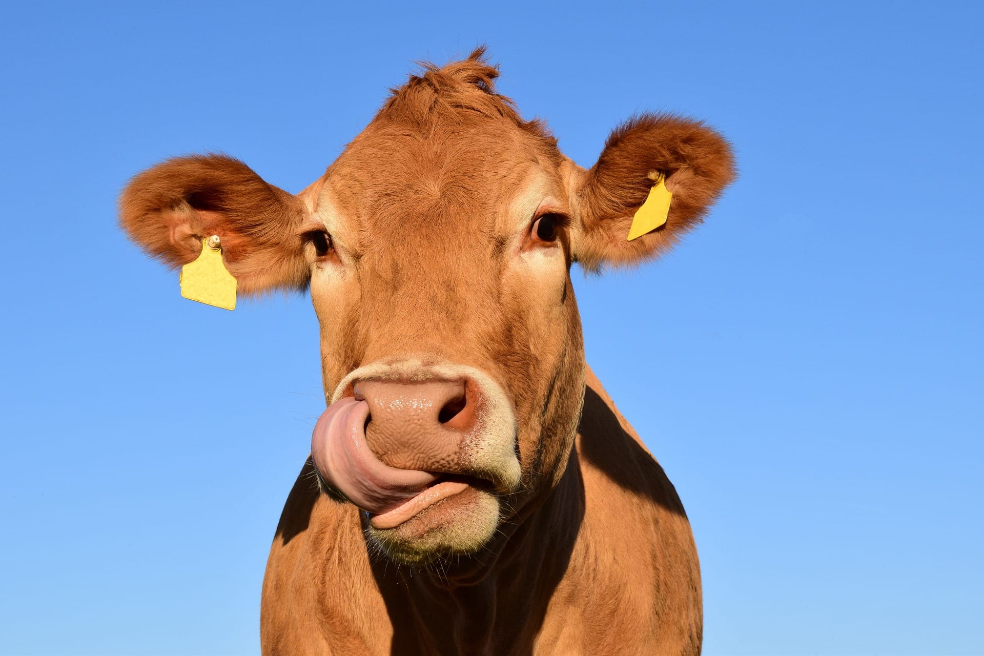 Bovine love on Valentine's Day: Animal welfare body to celebrate February 14 as 'Cow Hug Day', says these are benefits of hugging 'gaumata' | Zee Business Bovine love on Valentine's Day: Animal welfare body to celebrate February 14 as 'Cow Hug Day', says these are benefits of hugging 'gaumata' | Zee Business