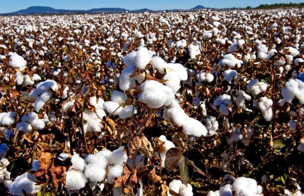 Commodity Superfast: CAI Lowers Cotton Crop Estimate To 321.50 Lakh Bales For 2022-23 Season