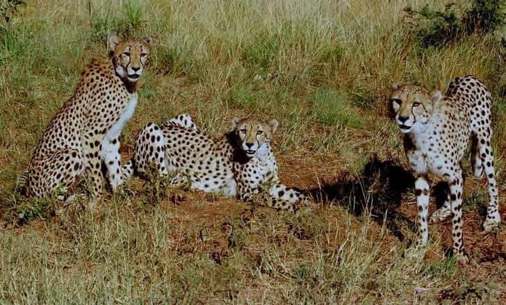 12 cheetahs from South Africa arrive in Gwalior; to be flown to their new home in MP’s Kuno National Park