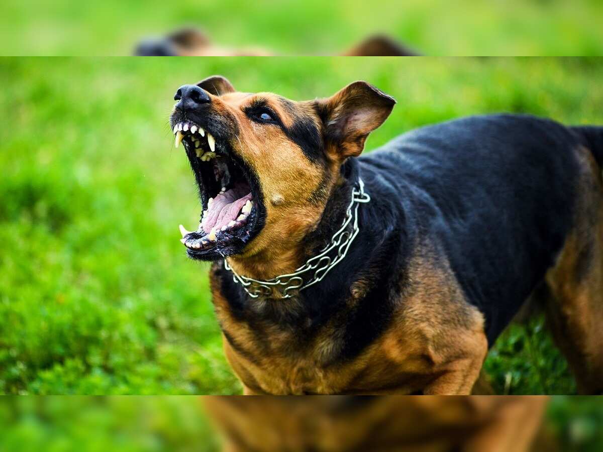 Child mauled to death by stray dogs in Hyderabad, netizens flay dog ...