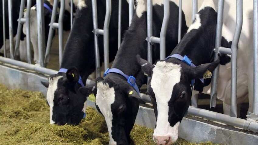 Rupala to inaugurate startup conclave for livestock & dairy sectors on Tuesday