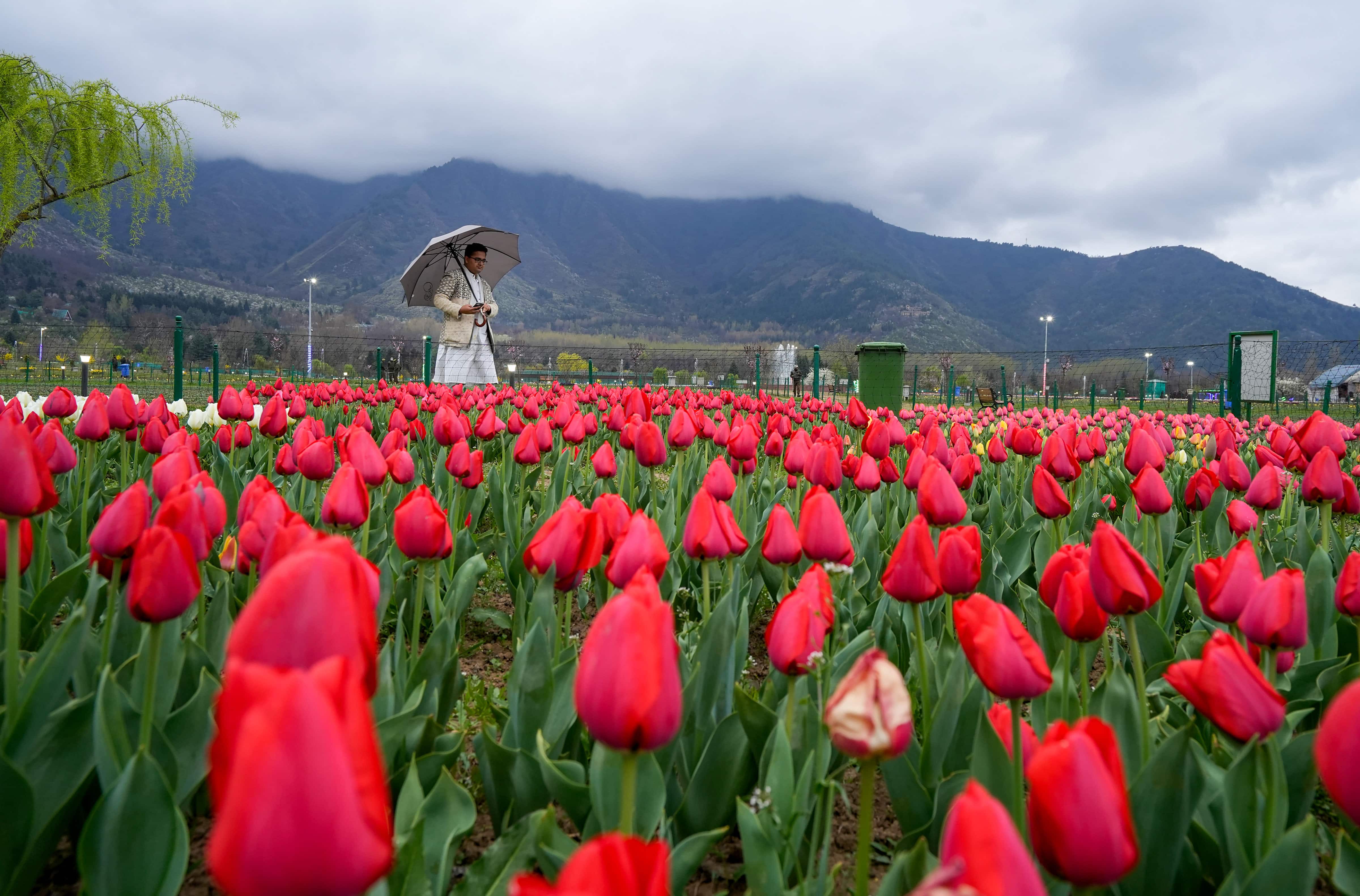 Kashmir Tulip Garden opens Asia's largest garden of tulips, spring