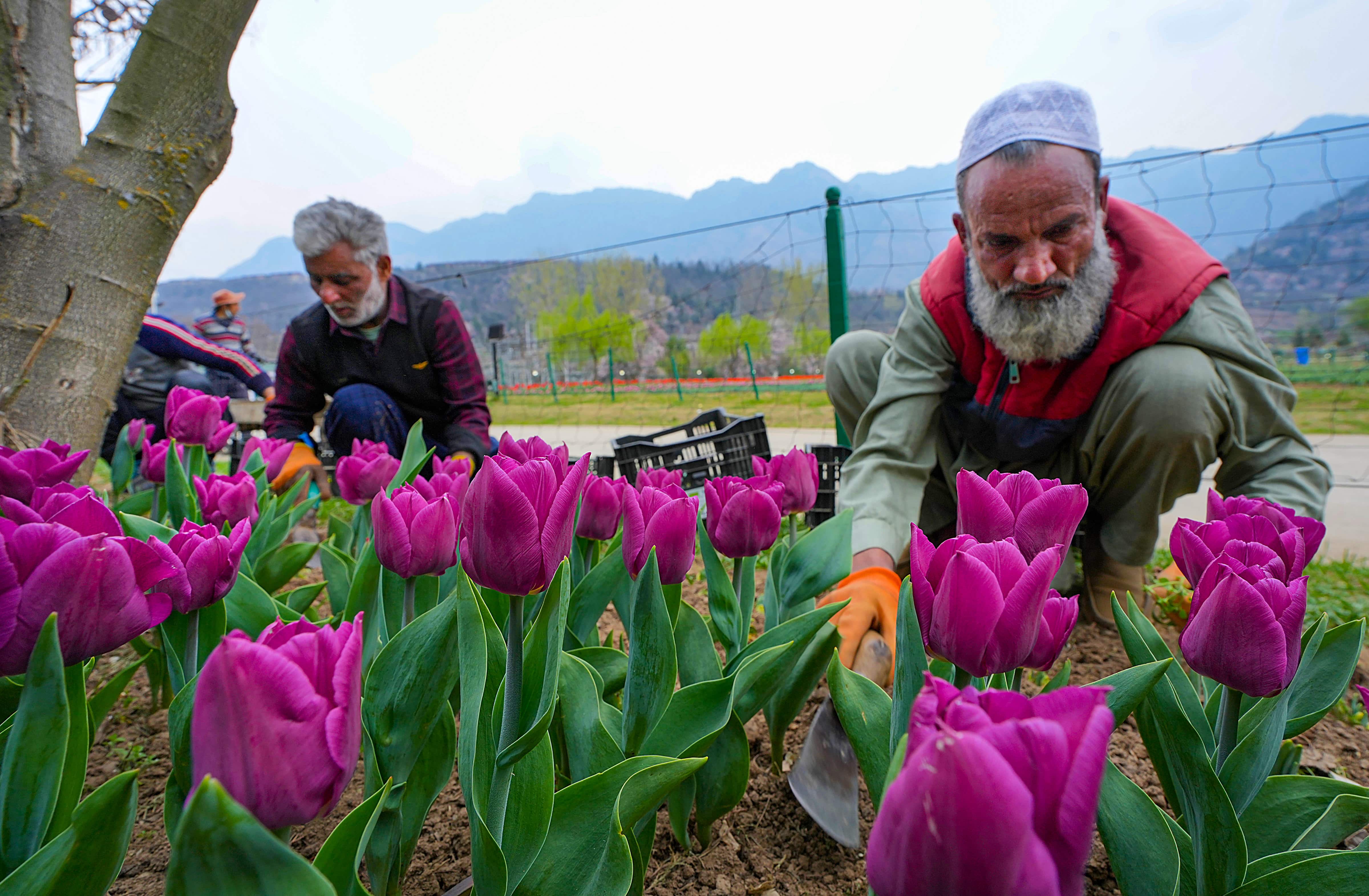 Kashmir Tulip Garden: Variety