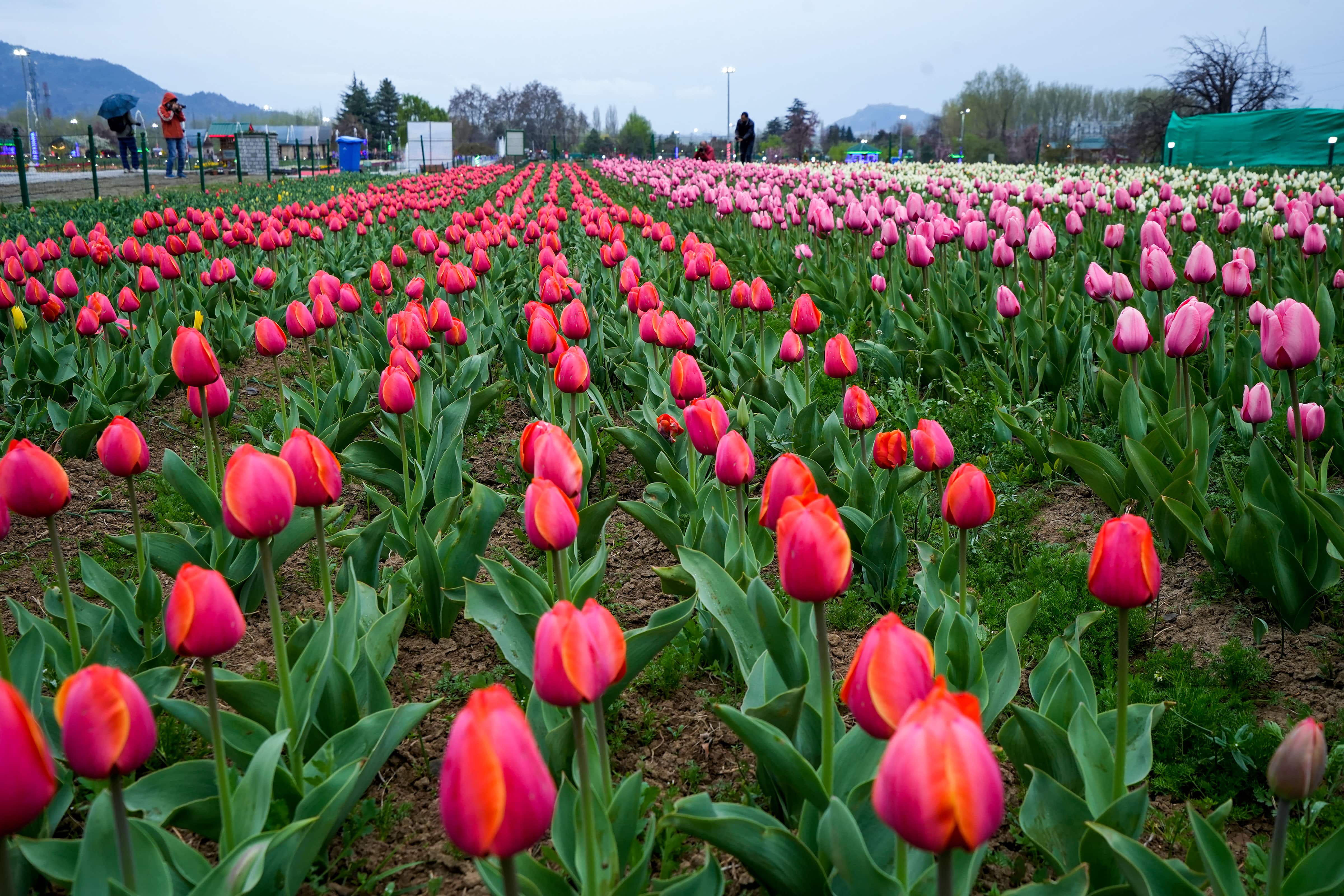 Kashmir Tulip Garden: New Tulip Garden