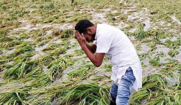 Commodities Live: Maharashtra To Madhya Pradesh, Crops Destroyed Due To Unseasonal Rain