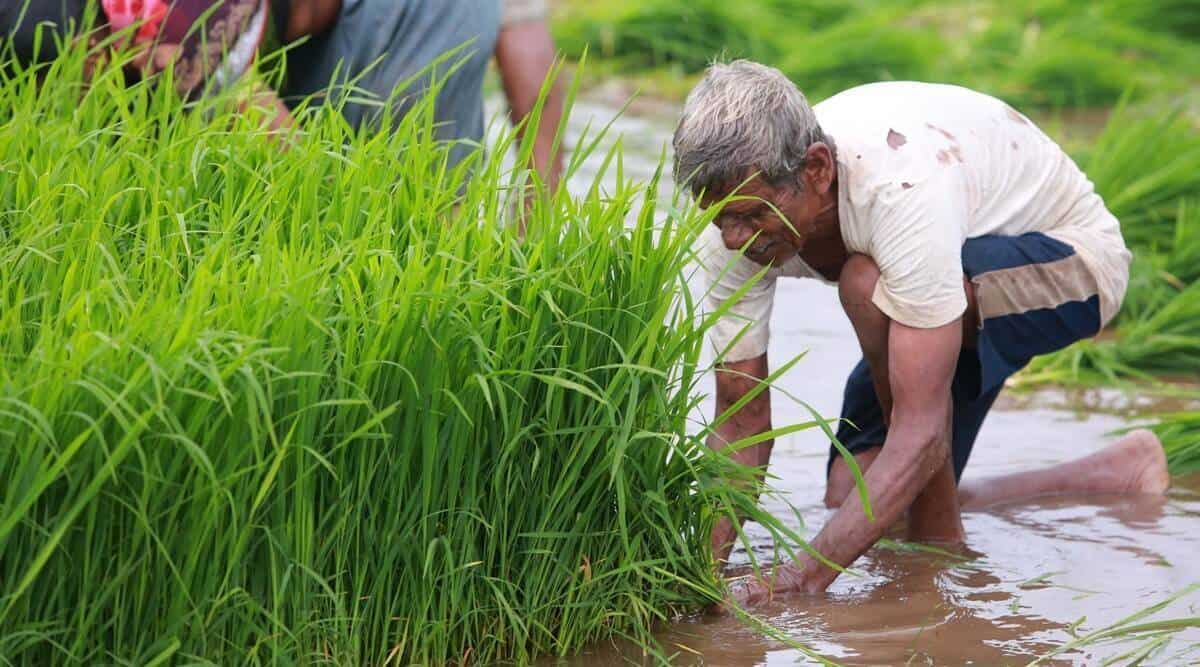 Heavy Loss To Farmers Due To Unseasonal Rains Across The Country Zee Business 2383