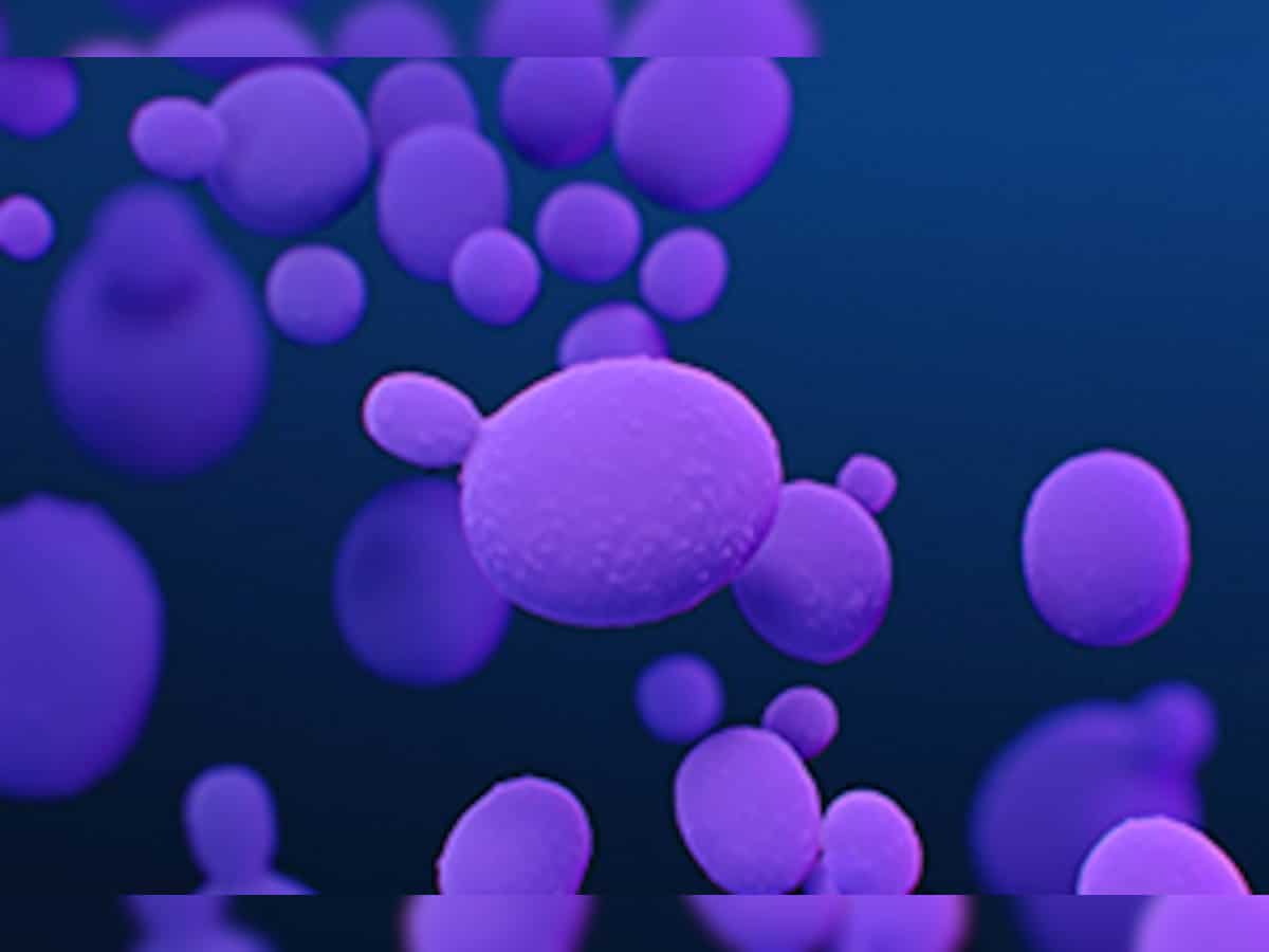 Deadly fungus Candida auris is spreading across US