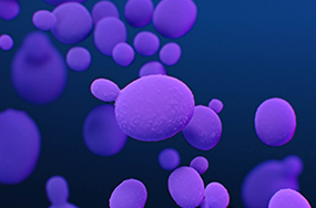 Deadly fungus Candida auris is spreading across US