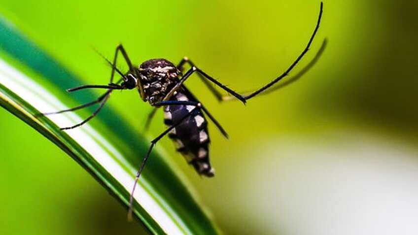 World Malaria Day 2023: India witnesses 85.1% decline in malaria cases from 2015 to 2022