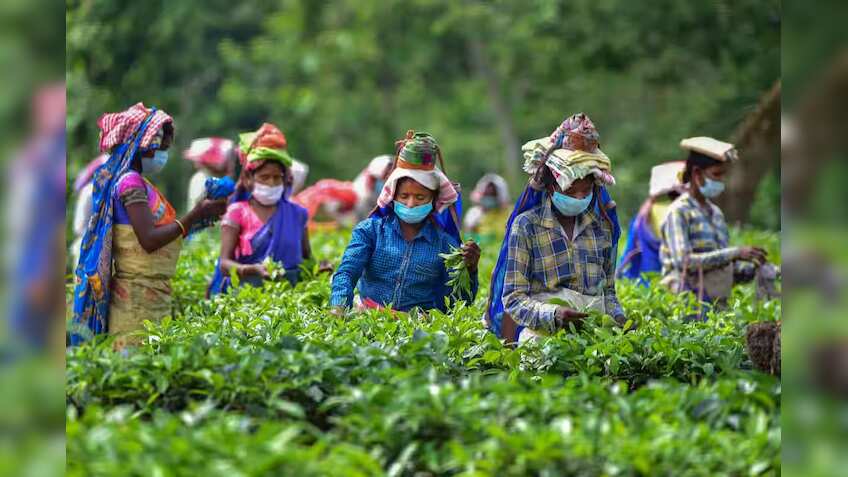 NCLAT set aside insolvency proceedings against McLeod Russel