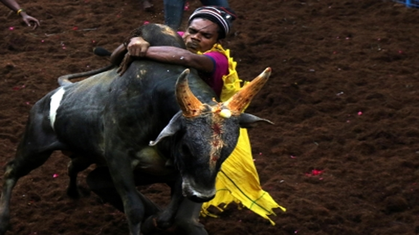 Jallikattu: Supreme Court upholds validity of Tamil Nadu law ...