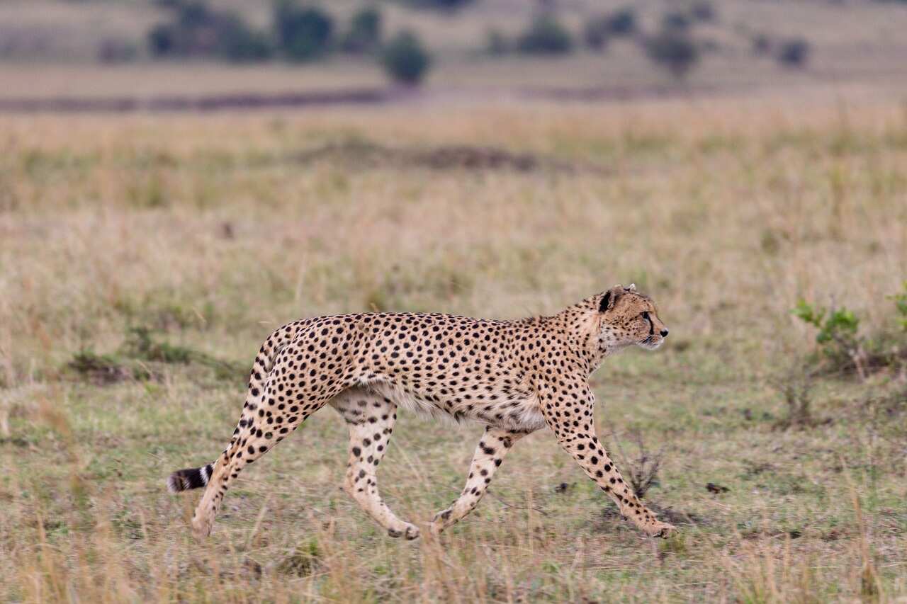 Ultimate Compilation Of Over 999 Cheetah Images – Astonishing ...