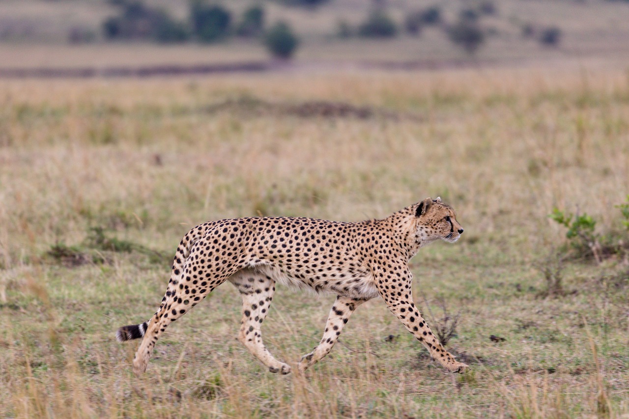 One more cheetah released into wild in MP's Kuno National Park ...