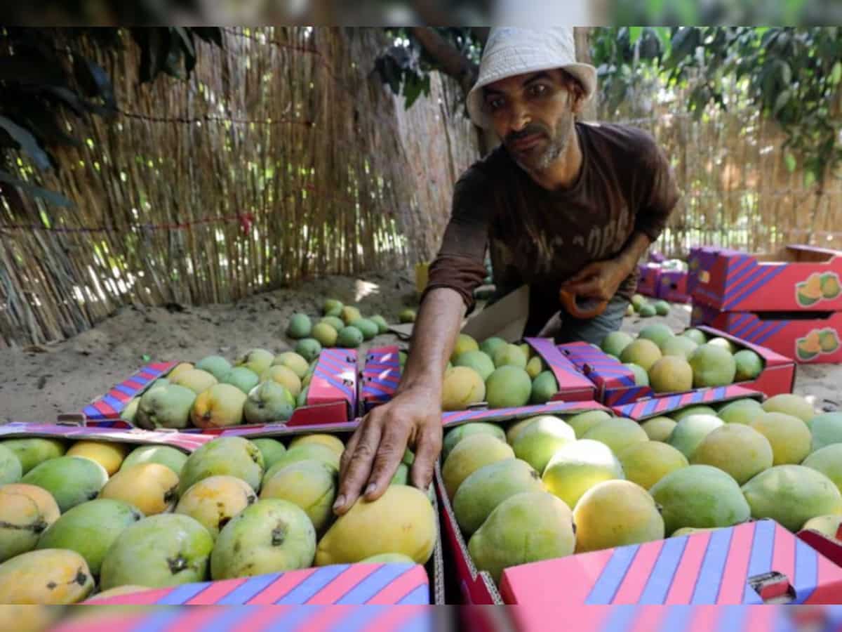 UP: Thunderstorms hit mango crop, farmers face losses