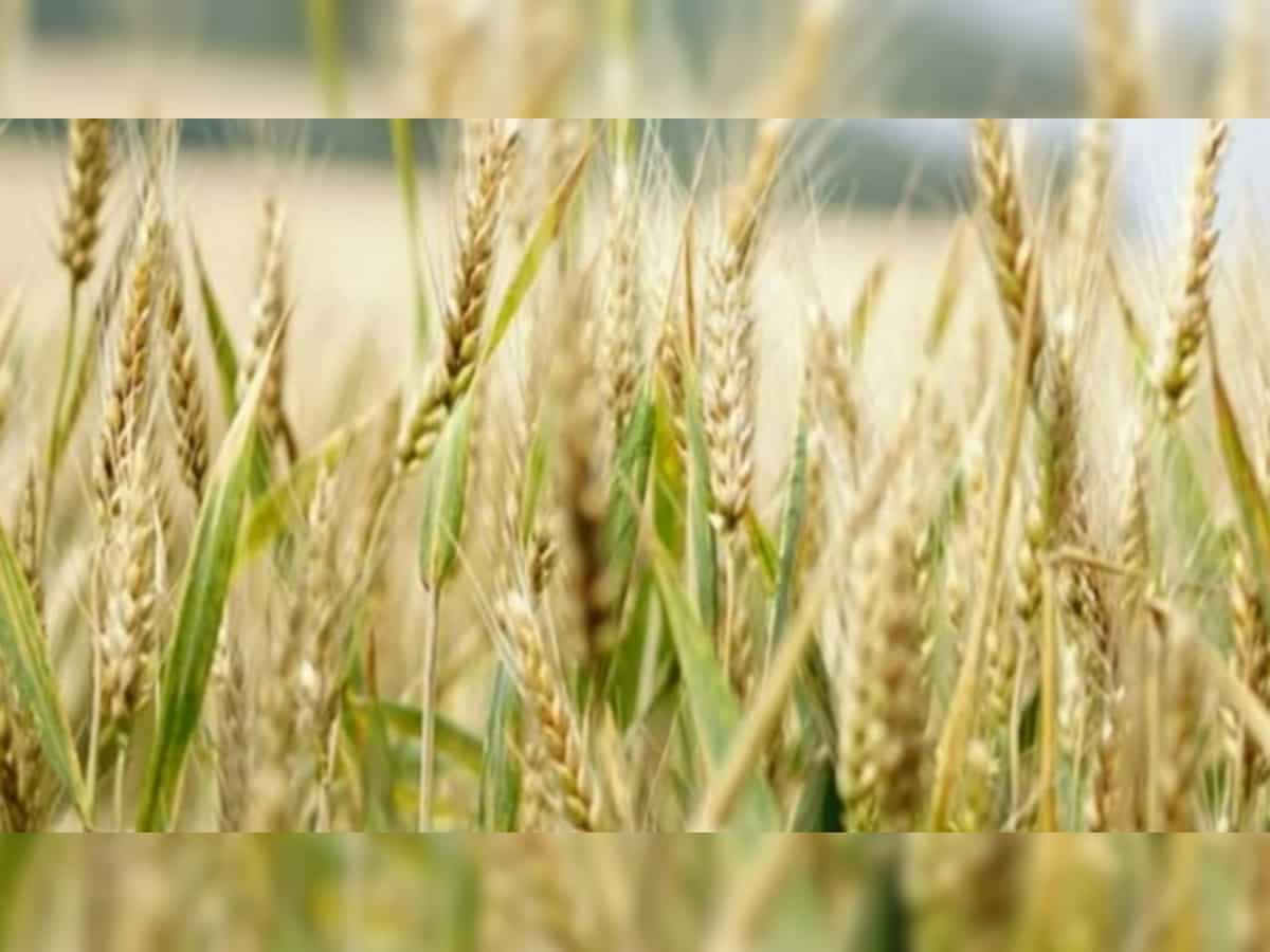 Wheat prices rise following collapse of major dam in southern Ukraine