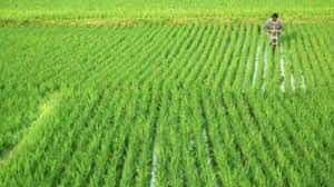 Commodity Superfast: MSP of Kharif crops increased by 5-10%!