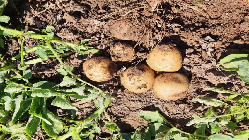 Read more about the article PepsiCo joins hands with Cropin to launch crop intelligence model for India