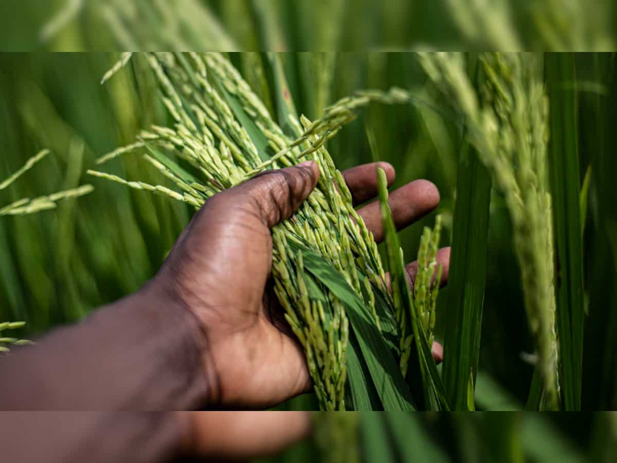 Governement rice procurement reaches 55.8 million tonnes and wheat 26.2 million tonnes so far